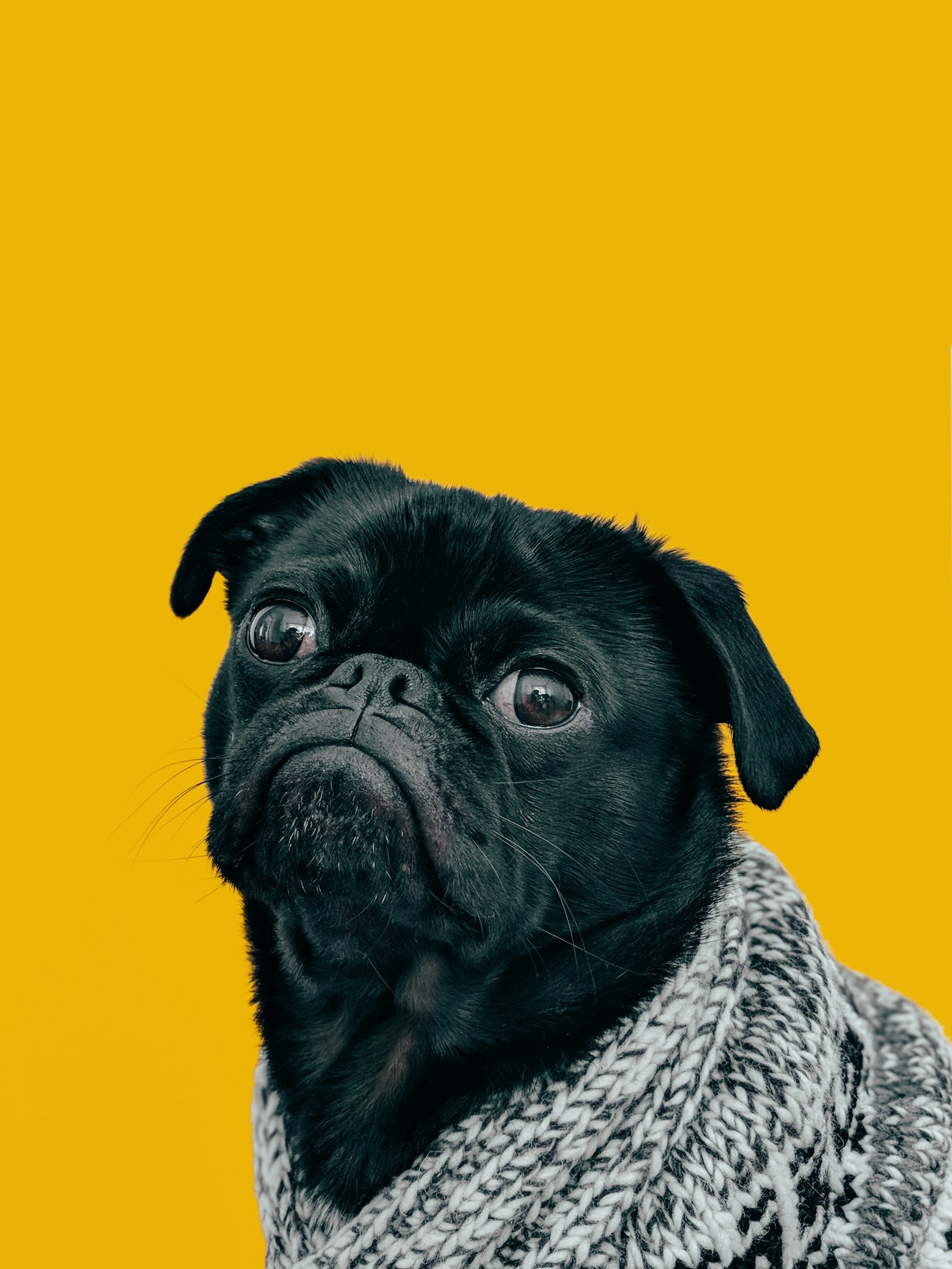 Pug guest posing for his daily photo update