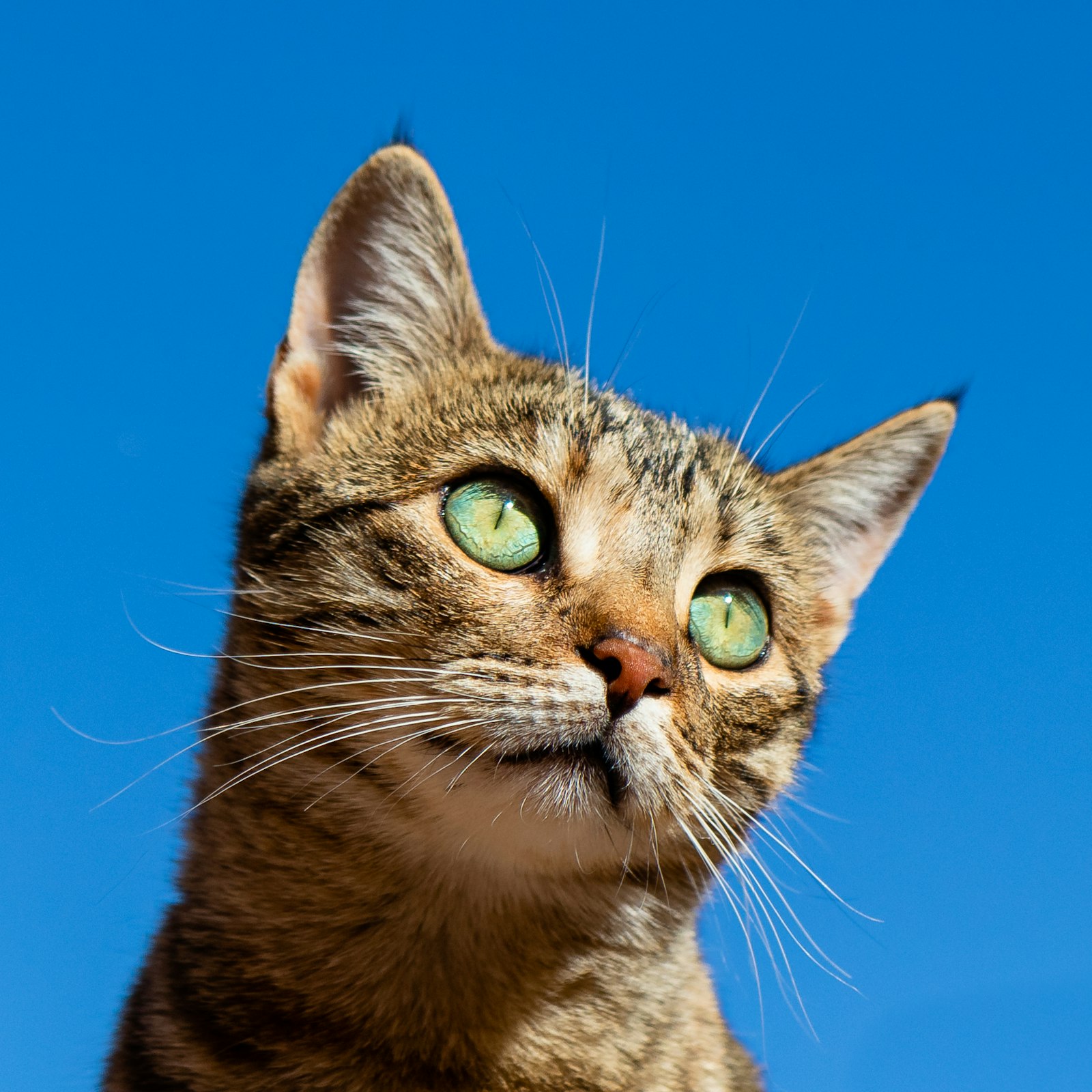 Cat Loft guest surveying her kingdom