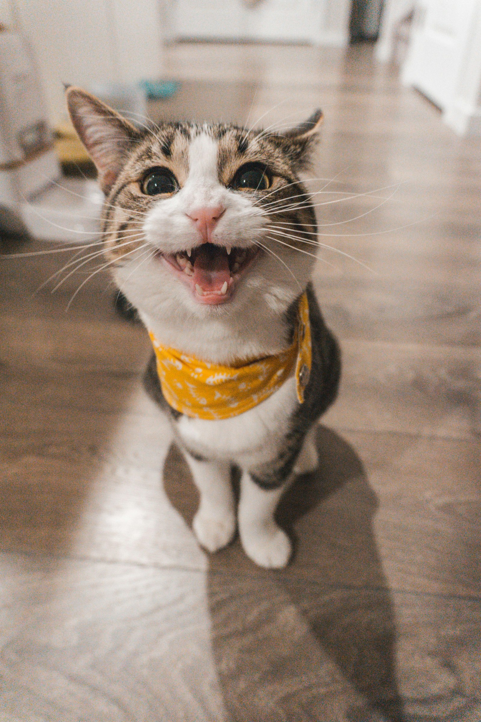 Loft resident mid-judgement