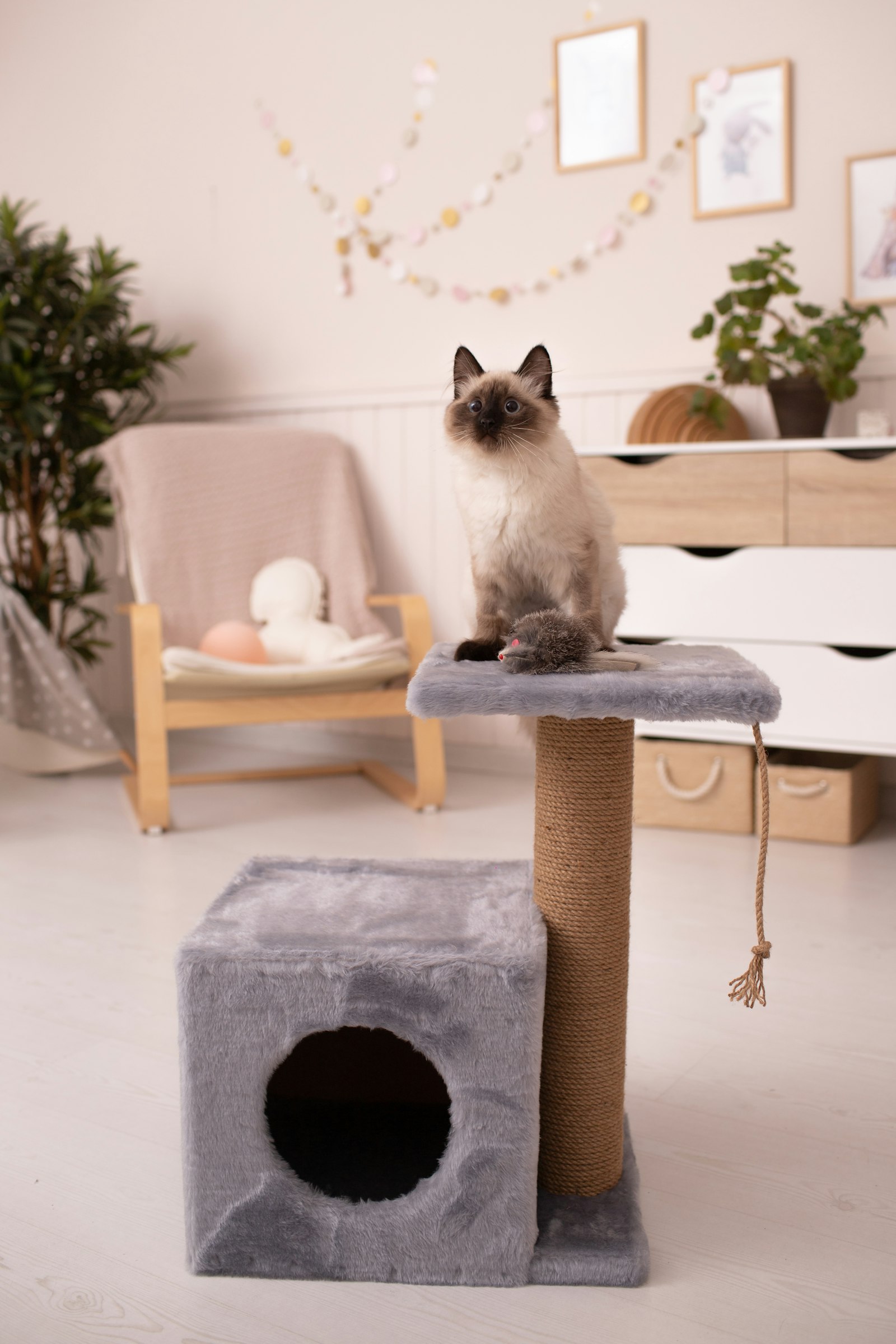 The Cat Loft